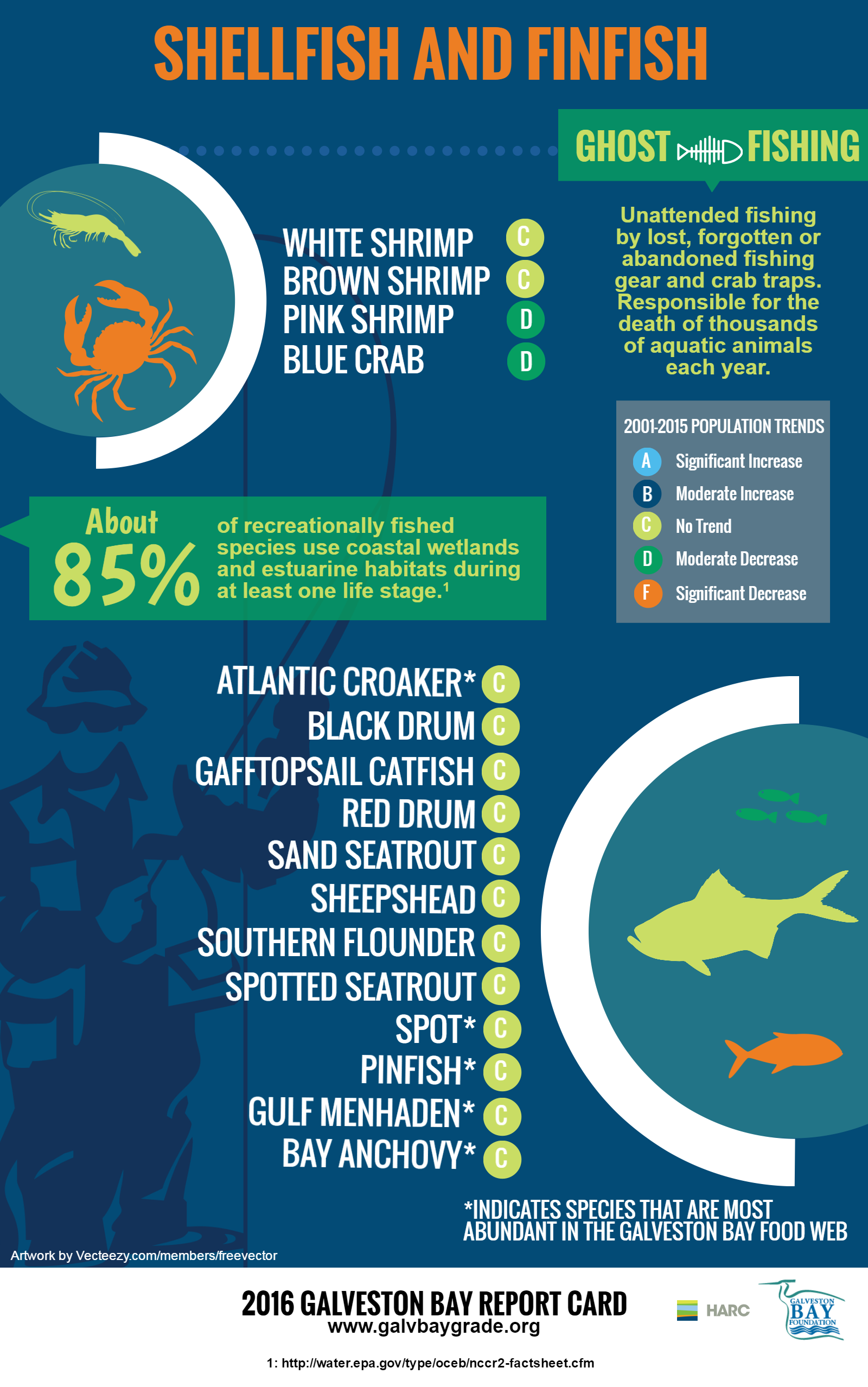 Finfish Species Of Barnegat Bay