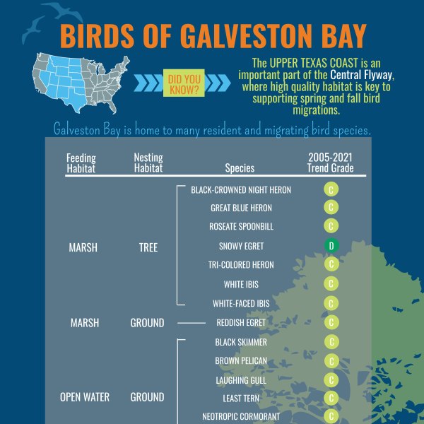 Birds of Galveston Bay