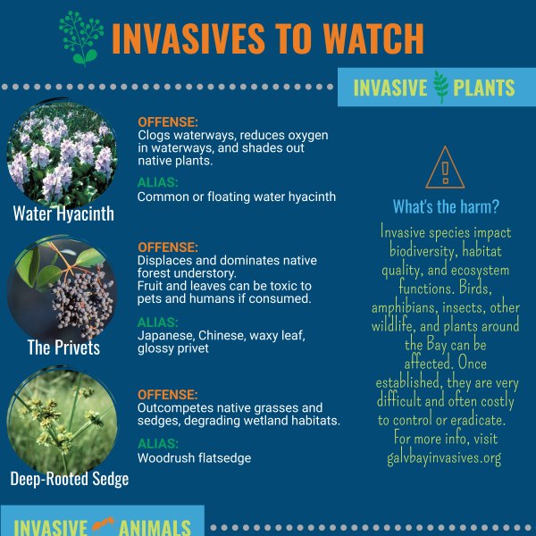 Invasives to Watch