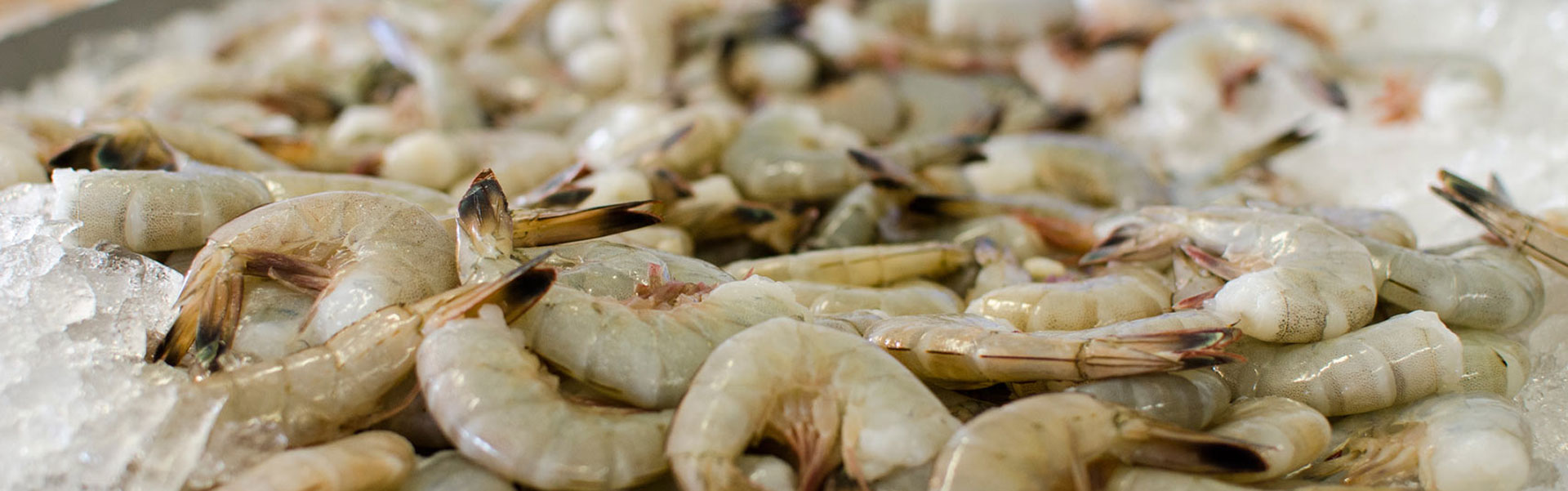 Photo Credit: Galveston Bay Foundation