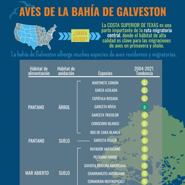Aves de la Bahía de Galveston