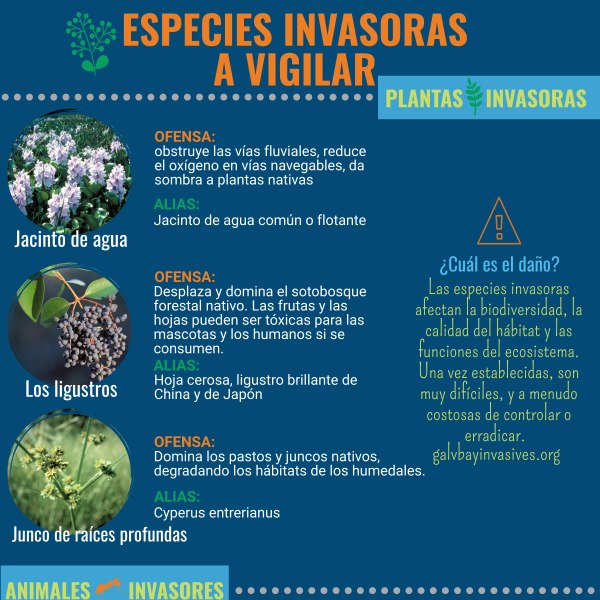 Especies invasoras a vigilar