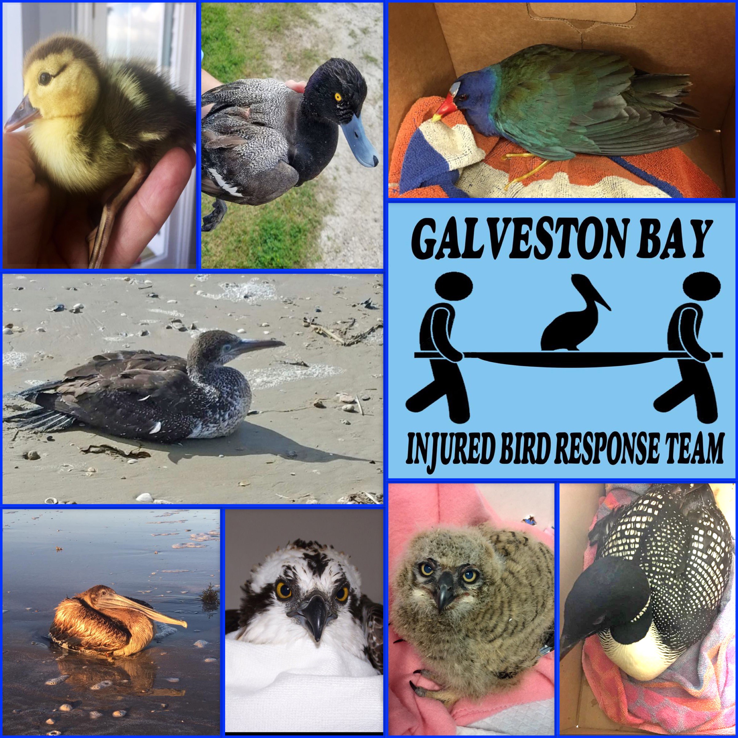 Galveston Bay Injured Bird Response Team | Galveston Bay Report Card