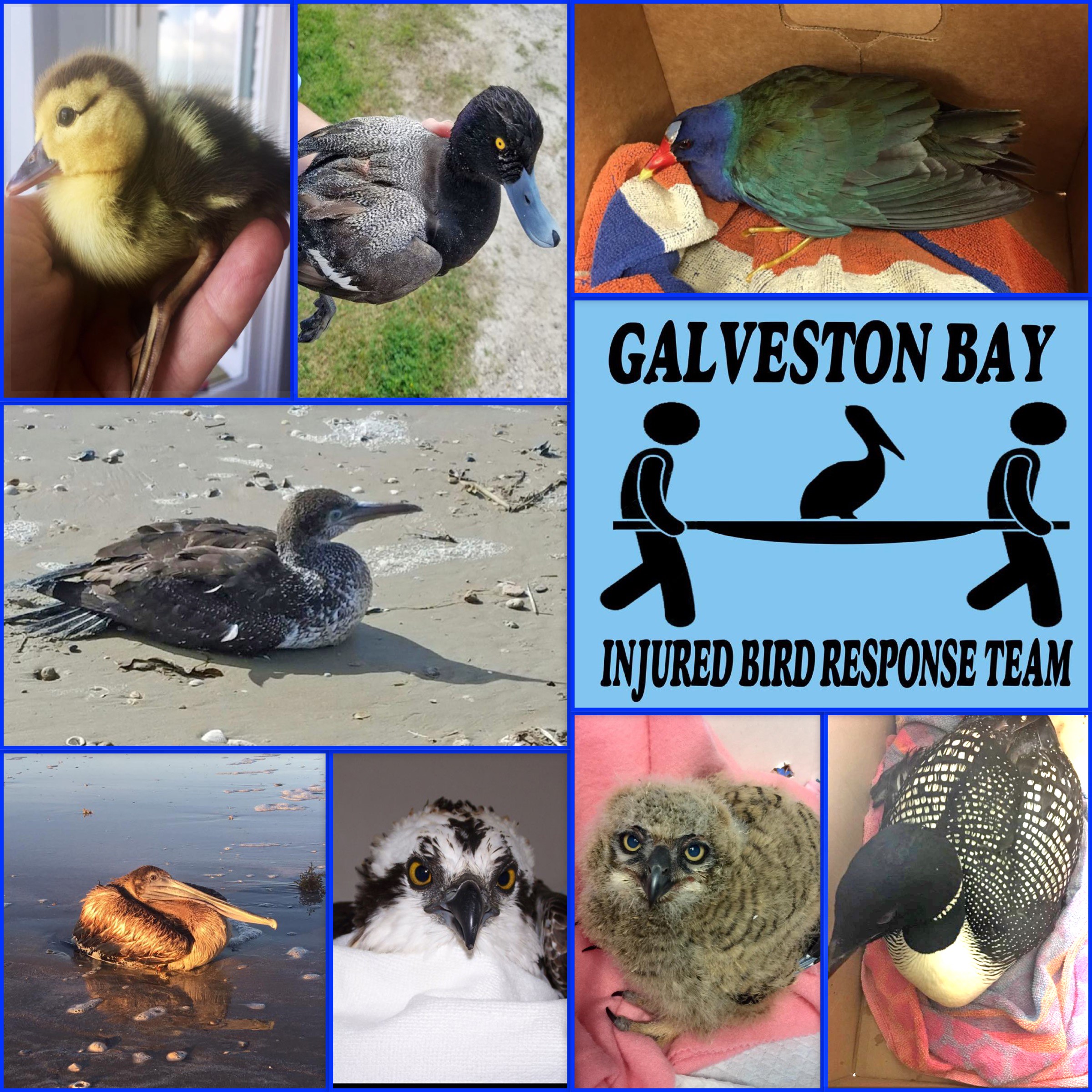 Galveston Bay Injured Bird Response 