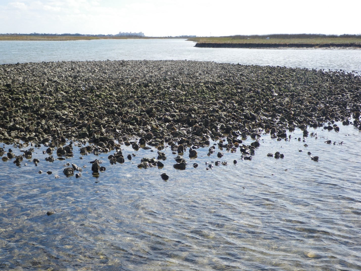 Figure 2 Galveston Bay Foundation, Oyster Reef