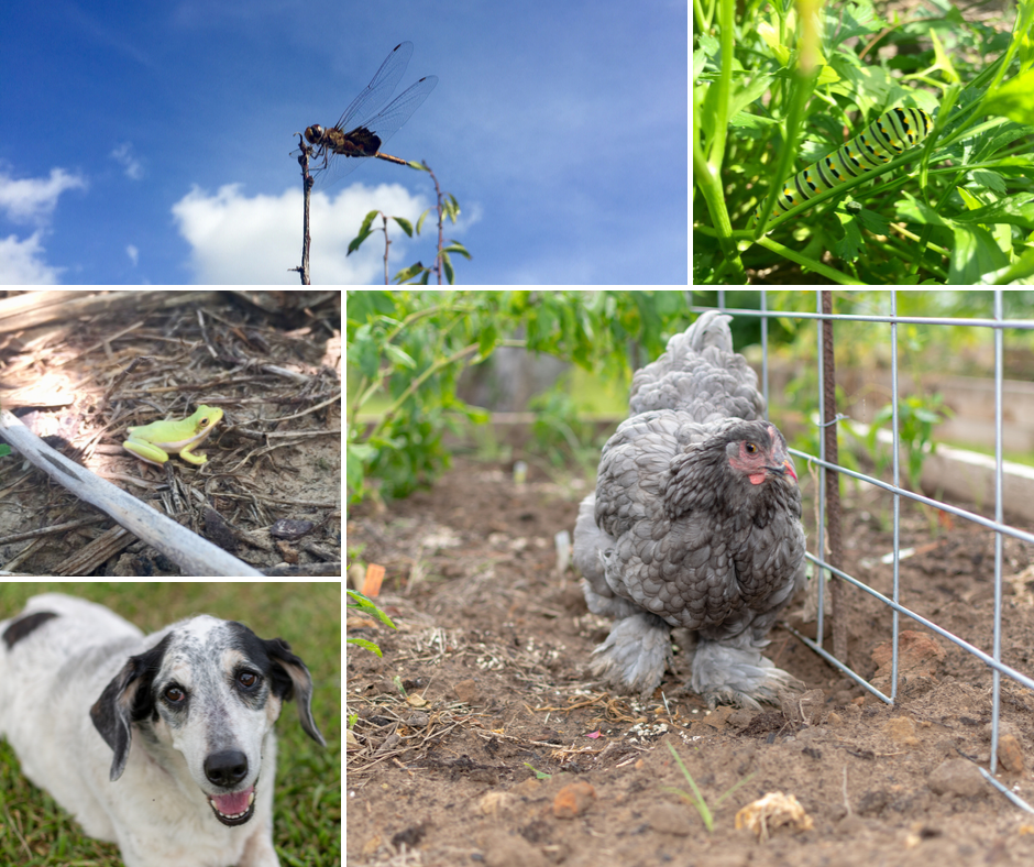 Nature at Penny’s Beer Garden (clockwise from top left: dragonfly, black swallowtail caterpillar, blue cochin hen, Penny the dog, green tree frog