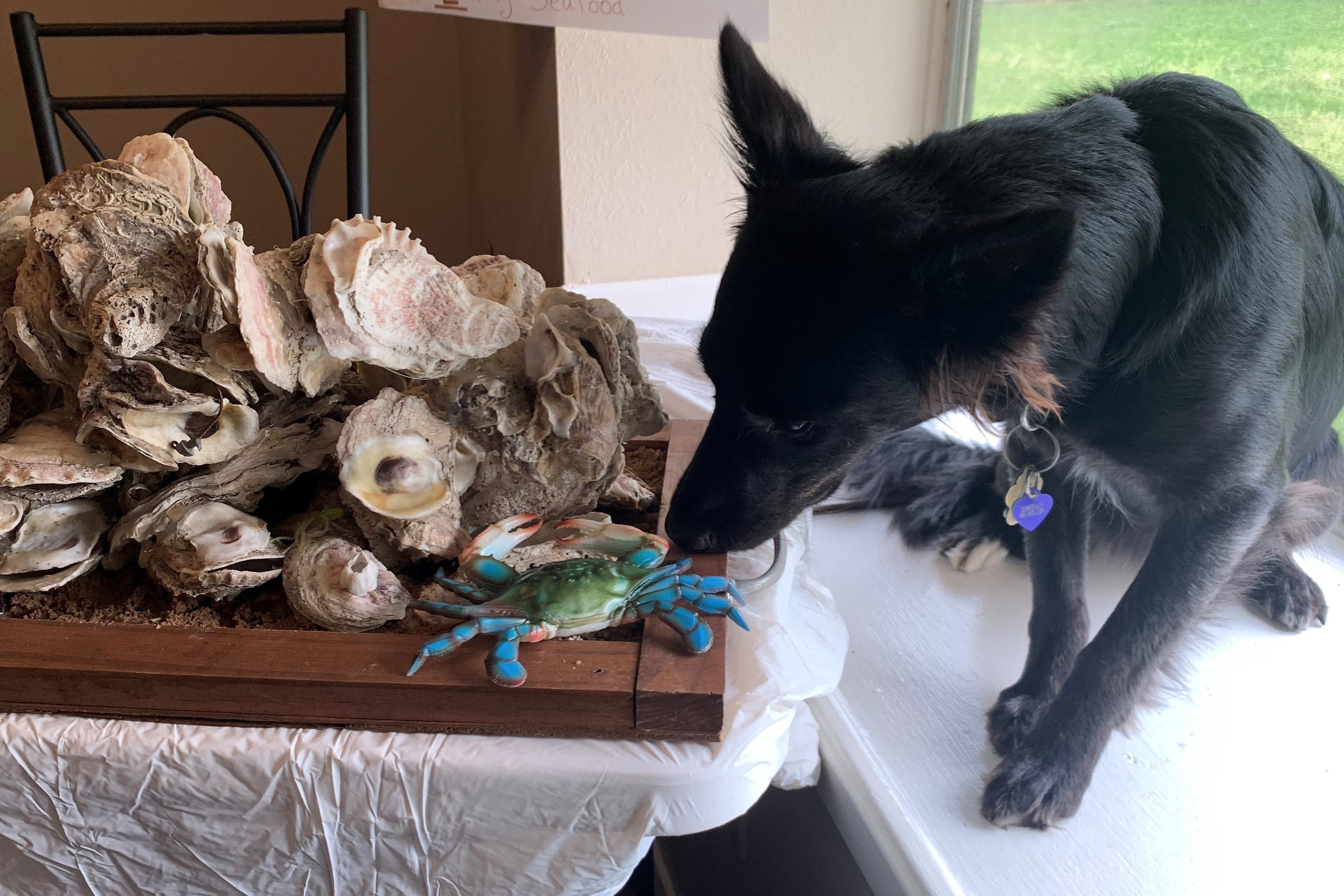 Megan’s dog Lily lends a paw with the oyster lesson.