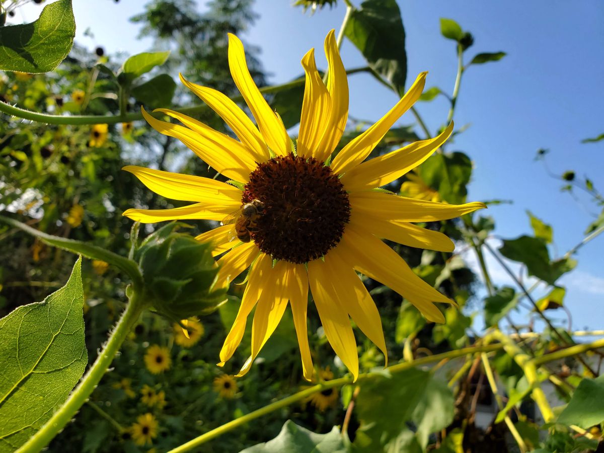 Bee on Common sunflower