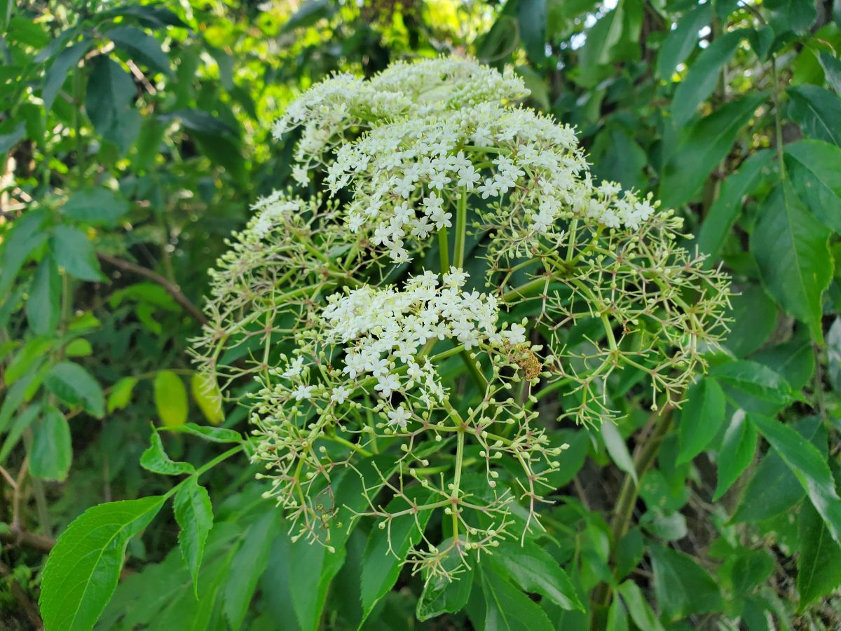 Elderberry