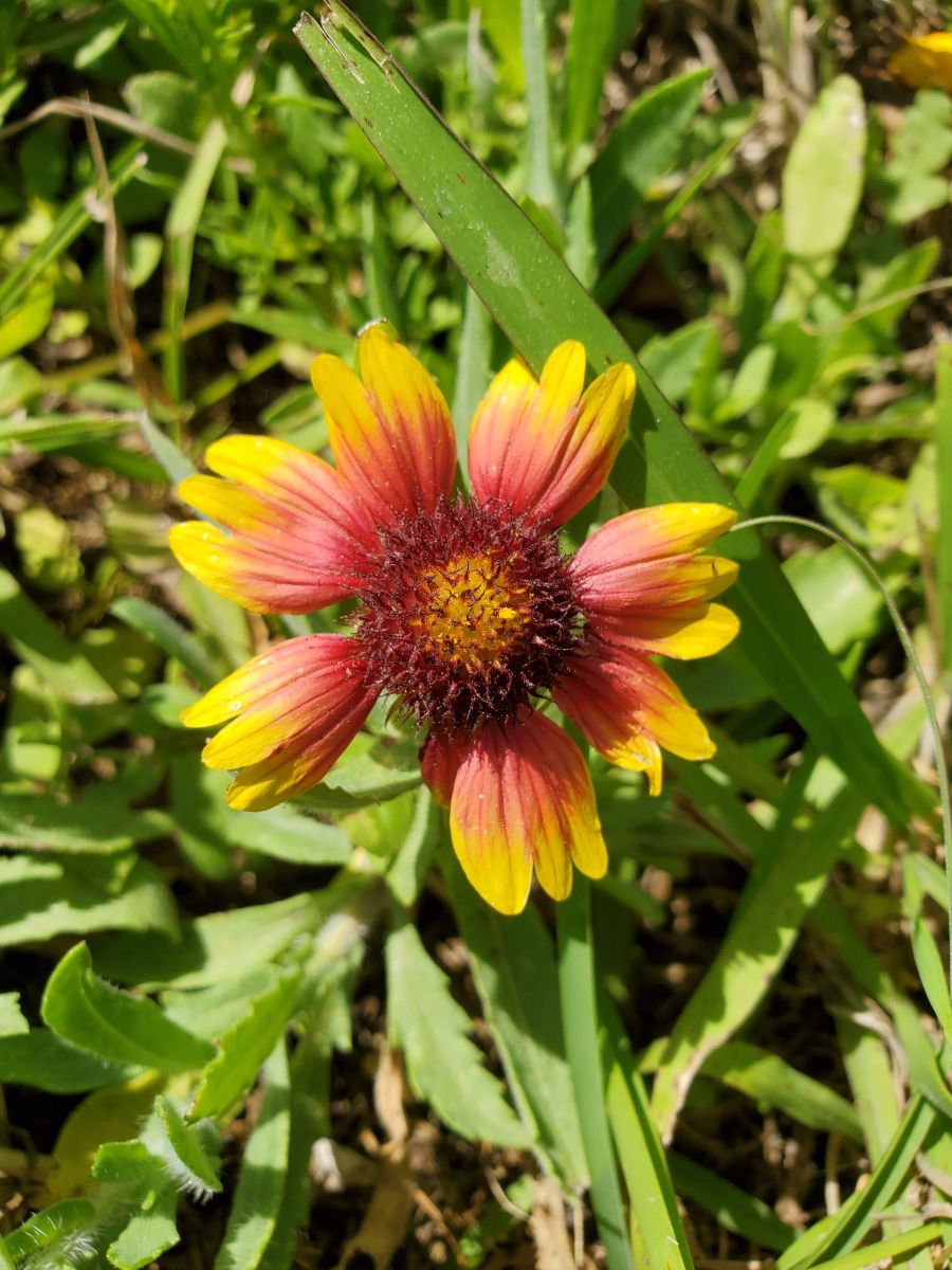 Indian blanket flower