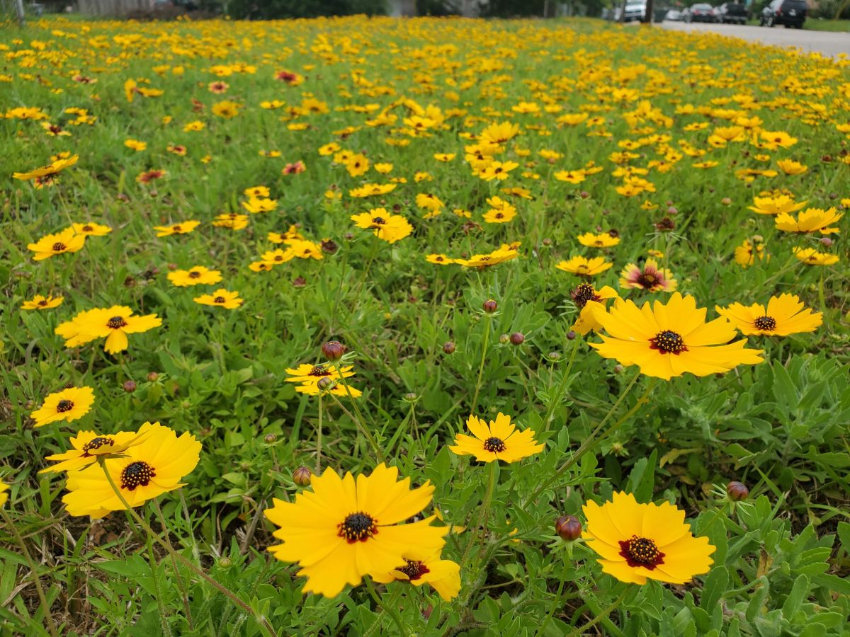 The author's front yard of Coreopsis that never needs watered